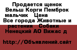 Продается щенок Вельш Корги Пемброк мальчик › Цена ­ 65 000 - Все города Животные и растения » Собаки   . Ненецкий АО,Вижас д.